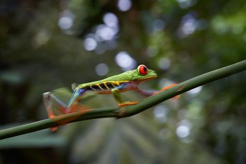 Agalychnis callidryas,tropical Red-eyed tree frog, non-toxic,colorful arboreal frog with red eyes and toes,walking on diagonal twig against distant rainforest. Motion blurr technique. Costa Rica
