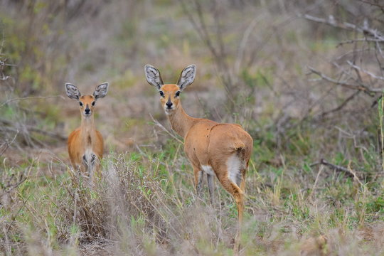 Steenbok and baby