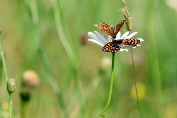 Il corteggiamento tra due farfalle sopra il fiore di margherita