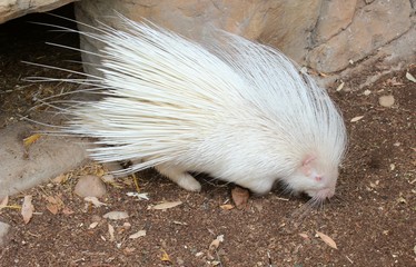 Rare albino porcupine in the zoo looking for food