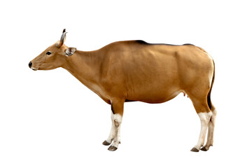 Bos javanicus Head. Red ox is a wild cow. Head on white background isolate.