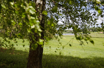 Fototapeta premium birch
