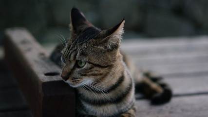 野良猫