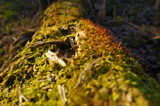 Green moss on a log. Closeup View. Nature Background.