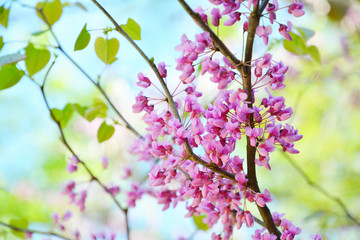 Pink flowers of Cercis Canadian in the spring garden. Tree of lilac Cercis Canadian.
