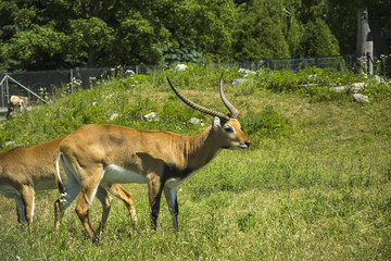 Naklejka na ściany i meble Male antelope Red Lechwe