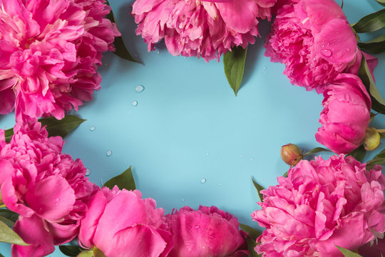 Fototapeta Beautiful pink peony flowers as frame on punchy pastel blue. Copy space and close up. Top view. Flat lay.