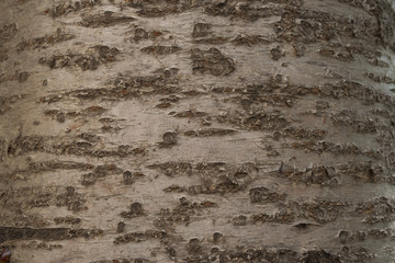 Texture of tree bark, background