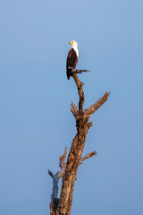 African Fish Eagle