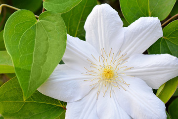 Flower of white clematis in the spring garden. Bush of white clematis.