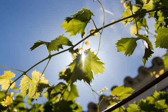 Parra al Sol