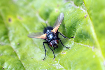 Fototapeta premium Fly on a green leaf.
