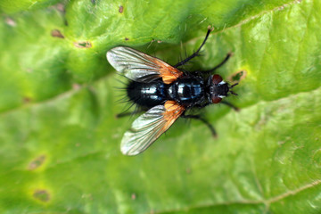 Fly on a green leaf.