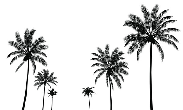 Palm trees icons. Set signs black silhouettes isolated tropical palms on a white background. Detailed symbols. Vector illustration