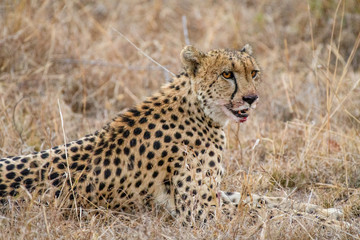 Cheetah male