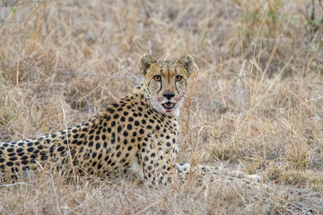 Cheetah male