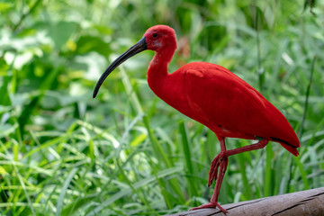 red ibis portrait isolated on green
