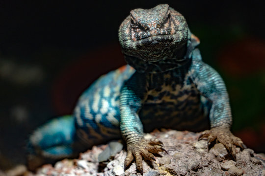 Ornate Mastigure African Lizard Portrait