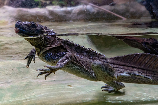 soa soa water lizard from philippines