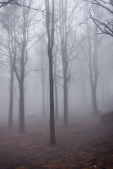 Pine forest in fog