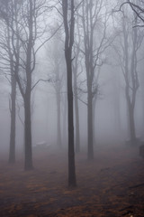 Obraz premium Pine forest in fog