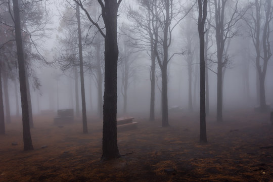Pine forest in fog © dinozzaver