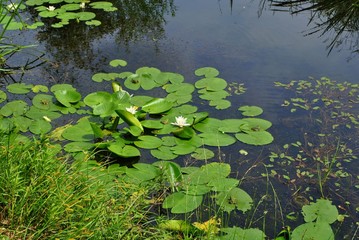 Staw © bnorbert3