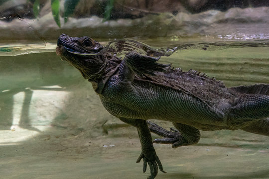 soa soa water lizard from philippines