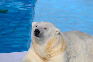 ours blanc dans son bassin au zoo