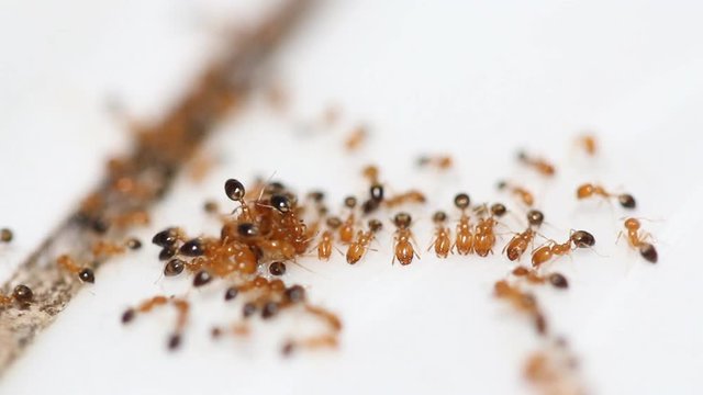 Macro of group of red ants