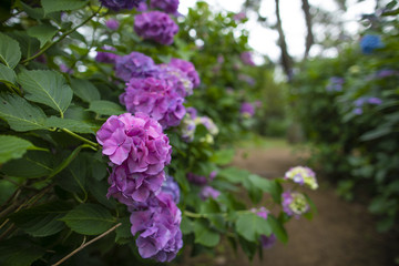 紫陽花