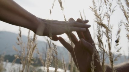 Couple letting of their hands in the middle of wheat. Sun is shining upon their hands.   