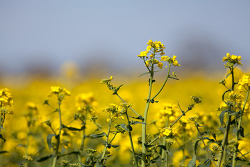 Obraz premium Rapeseed plant. Yellow flowers on oilseed rape mustard crop. Summer nature and agriculture image with selective focus on foreground.