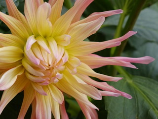 Sommer, garten, wundersch&ouml;ne gelb pink dalie
