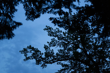 Black branches of the coniferous tree. Dark blue cloudy sky in the background. Nature in the evening.