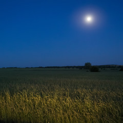 Moonlight in the field.