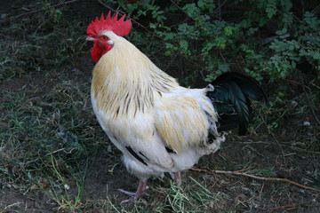 Rooster, the owner of the chicken family