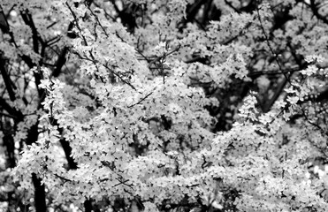 Cherry tree in blossom with bokeh in black and white.