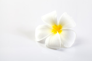 Obraz na płótnie Canvas Plumeria flowers isolated on white.