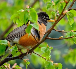 American robin redbreast close profile surrounded by bright green leaves in springtime