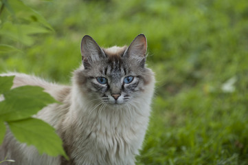 Naklejka na ściany i meble Curious cat with blue eyes