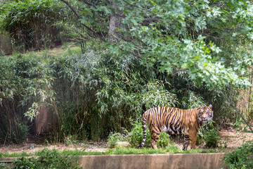 Tiger at the Zoo with Plants