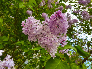 Purple flowers of lilac in the form of a heart