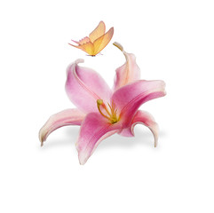 beauty lily flower witch butterfly