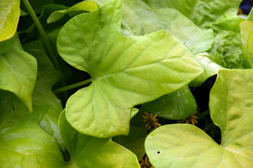 non flowering dutchman´s pipe, bright green leaves of an aristolochia macrophylla