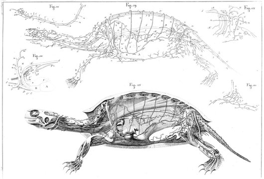 Illustration of animal