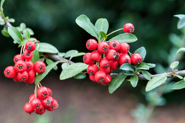 red berries