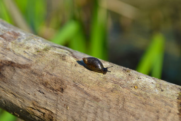 small snail