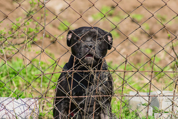 cute Staffordshire terrier sitting behind metal fence. Homeless dogs in shelter