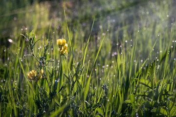 Morning flower.The morning chil.Macro.